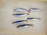 マリーナシティ海釣り公園、サビキでイワシ釣…