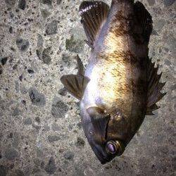 樽井漁港　メバリングは終盤にメバルのアタリ　ガシラは2桁釣果