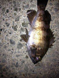 樽井漁港　メバリングは終盤にメバルのアタリ　ガシラは2桁釣果