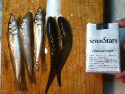 加太漁港でキス、投げ釣りでの釣果