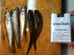 加太漁港でキス、投げ釣りでの釣果