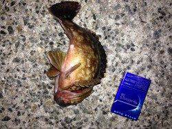 アジュールで25cmの良型ガシラ　ワームでの釣果