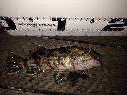 樽井漁港〜天保山でライトルアーゲーム　ガシラが3匹