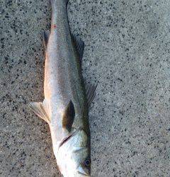 シンキングペンシルで沖を狙いうち！松帆でのシーバス釣果