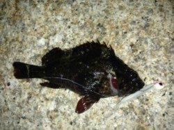 土生でロックフィッシュ狙い　ガシラの他にムラソイも