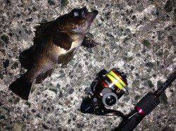 舞子で朝マヅメメバリング！メバル21cmにガシラ