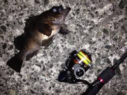 舞子で朝マヅメメバリング！メバル21cmに…