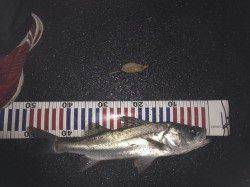 城方　狙い通りのシモリパターンでシーバス！