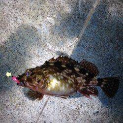 神戸港　23時から短時間でのガシリング釣行