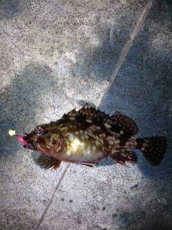 神戸港　23時から短時間でのガシリング釣行…