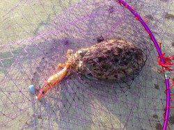 雑賀崎　エギングでコウイカ☆周りにもアタリあり