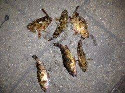 飾磨、胴突き仕掛けでガシラの釣果