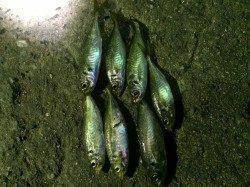 田ノ浦漁港アジング18cmあたまに7匹