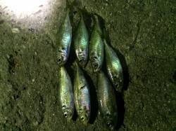 田ノ浦漁港アジング18cmあたまに7匹