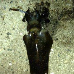 串本港でエギング、ちっちゃいけど嬉しかったです