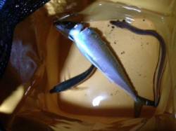 兵庫突堤　ファミリーで夜釣り釣行　投げ＆ウ…