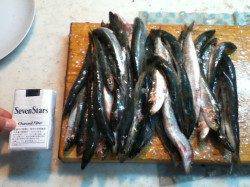 加太漁港、サビキでイワシ大漁でした