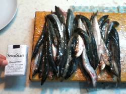 加太漁港、サビキでイワシ大漁でした