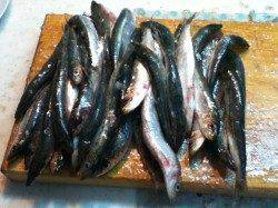 加太漁港、サビキでイワシ大漁でした