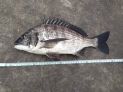 投げ釣りでチヌがヒット☆　青虫に食ってきま…