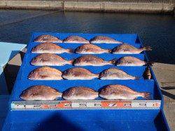 マリーナシティの釣り堀で初釣り！マダイ15匹
