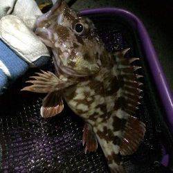 ガシリング、底中心に攻め飽きずに楽しめました！