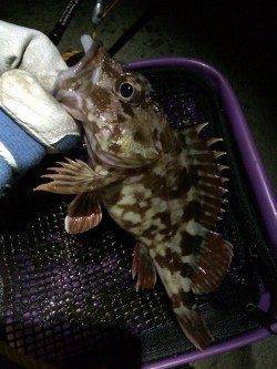 ガシリング、底中心に攻め飽きずに楽しめました！