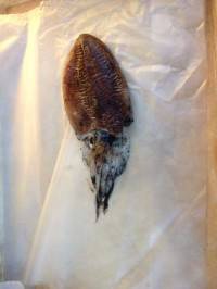 マリーナシティ海釣り公園、エギングでコウイ…