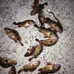 樽井漁港　メバリングは終盤にメバルのアタリ　ガシラは2桁釣果