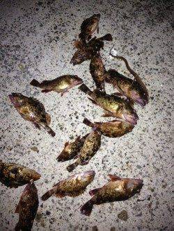 樽井漁港　メバリングは終盤にメバルのアタリ　ガシラは2桁釣果