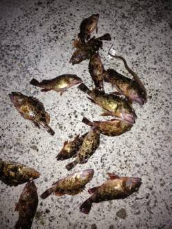 樽井漁港　メバリングは終盤にメバルのアタリ…