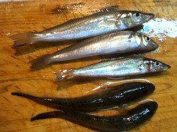 加太漁港でキス、投げ釣りでの釣果