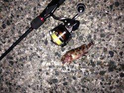 舞子で朝マヅメメバリング！メバル21cmにガシラ