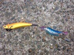 雑賀崎　エギングでコウイカ☆周りにもアタリあり