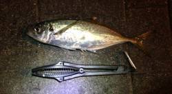 デカ鯵ゲットで極寒の中でも楽しい釣行！