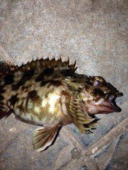 寒波の中メバリングをガシリングに変更