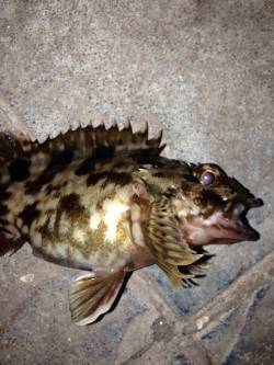 寒波の中メバリングをガシリングに変更