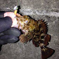 アジュールで25cmの良型ガシラ　ワームでの釣果