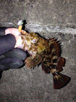 アジュールで25cmの良型ガシラ　ワームでの釣果