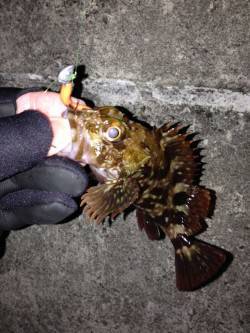 アジュールで25cmの良型ガシラ　ワームで…