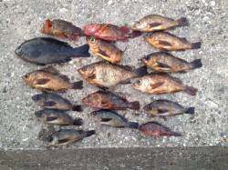 淡路島の伊毘にウキ釣り釣行、3人で計50匹…