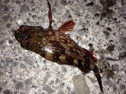 朝マヅメ狙いで大蔵海岸へガシリング