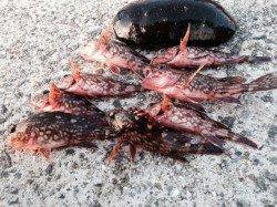 大蔵海岸にてシラサと青虫でガシラ狙い、コブダイもゲット！