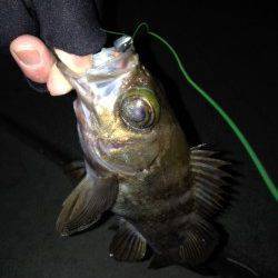 東須磨漁港でメバリング、なかなかの良型初メバルゲット！