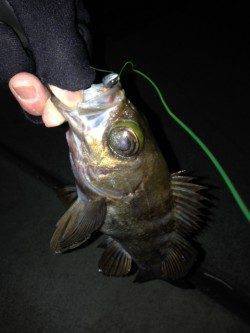 東須磨漁港でメバリング、なかなかの良型初メバルゲット！