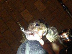 アジングで寒い中粘りに粘ってガシラをゲット