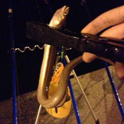 アナゴ狙いに淡輪へ、24センチの自己記録ハ…