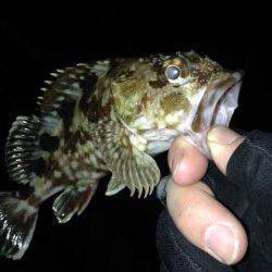 樽井漁港〜天保山でライトルアーゲーム　ガシラが3匹