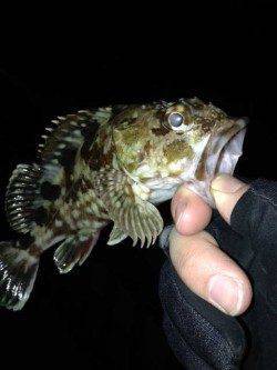 樽井漁港〜天保山でライトルアーゲーム　ガシラが3匹