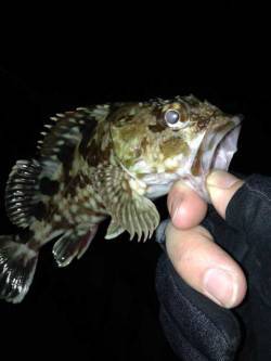 樽井漁港〜天保山でライトルアーゲーム　ガシ…